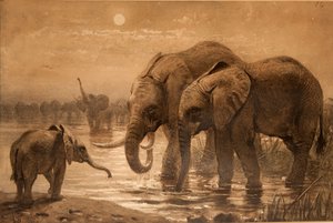 Éléphants d